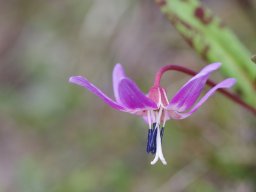 Erythronium_dens-canis_Mirador_de_Llesba_Picos_de_Europa-min